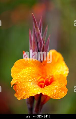 Raindrops on a Canna Lily in a garden in Costa Rica. Stock Photo