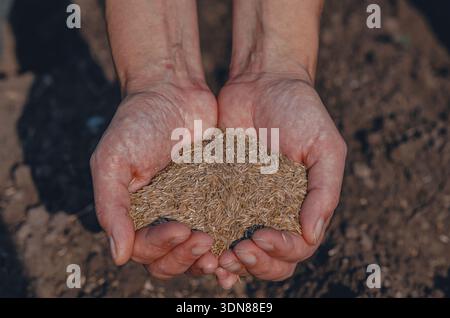 Seeds in woman's hands as symbol of fertility, agriculture, gardening. Female palms with pile of seeds on background of black soil. Spring field work. Stock Photo