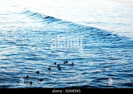 Gentle sea Wave with swimming ducks Stock Photo