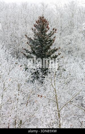 A lone fir tree stands in a snowy forest, surrounded by frost-covered deciduous trees. Calgary, Canada Stock Photo