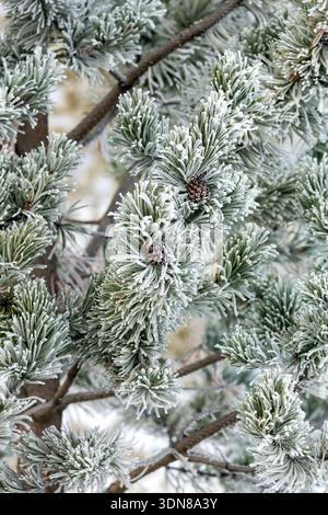 Branches of pine tree with frost and cones Stock Photo - Alamy