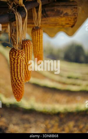 Corn cobs hanging to dry above a scenic terraced field in soft afternoon light. Mu Cang Chai District, Yen Bai, Vietnam Stock Photo