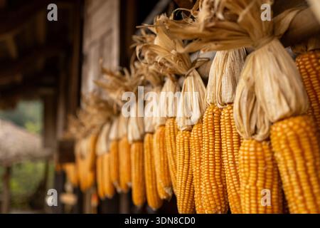 Close-up of dried corn cobs hanging in a row with a rustic wooden background. Ban Lien, Bac Ha, Lao Cai, Vietnam Stock Photo