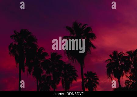 Beautiful coconut palm tree with sky at sunset Stock Photo