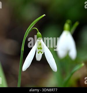 White winter flower of pleated snowdrop, Galanthus plicatus in UK garden February Stock Photo