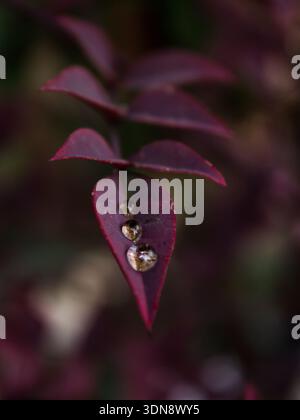 Three drops balanced on the dark purple leaf of a sacred baboo, Nandina Domestica Pygmaea, Stock Photo