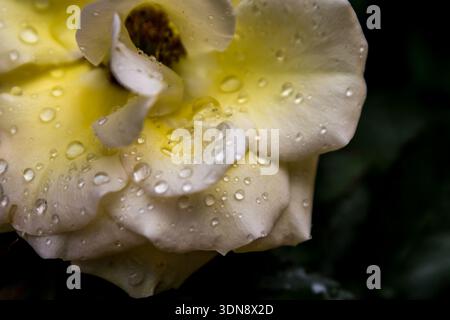 Close-up of dewdrops on an elegant light yellow rose. Stock Photo