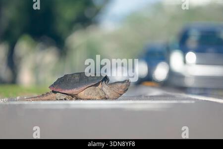 Close-up side view of a large common snapping turtle (Chelydra serpentina) crossing a busy road, Florida, USA Stock Photo