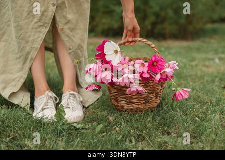 Close-up low angle view of a woman in a sage green linen dress and sneakers picking up a basket filled with freshly picked cosmos flowers on a summer day Stock Photo