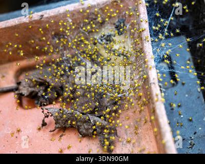 Mass of newborn yellow spiderlings emerging from egg sac on ceramic tile surface. Spider babies with web threads in early life stage after hatching outdoors. Stock Photo