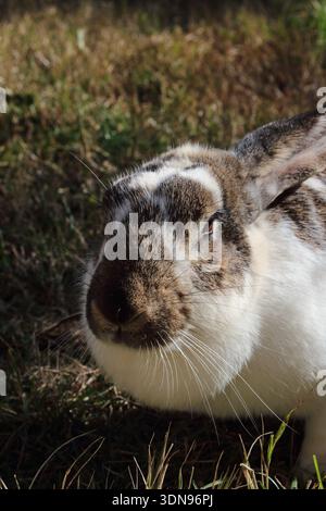 Close-up portrait of a domestic harlequin-patterned rabbit with brown, black, and white fur sitting in dry grass, featuring long white whiskers. Stock Photo