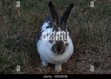 portrait of a domestic harlequin-patterned rabbit with brown, black, and white fur sitting in dry grass, featuring long white whiskers. Stock Photo
