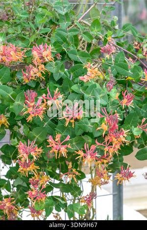 Geiblatt Lonicera  heckrottii Goldflame McPHRM *** Honeysuckle Lonicera  - heckrottii Goldflame McPHRM McPHRM Stock Photo - Alamy