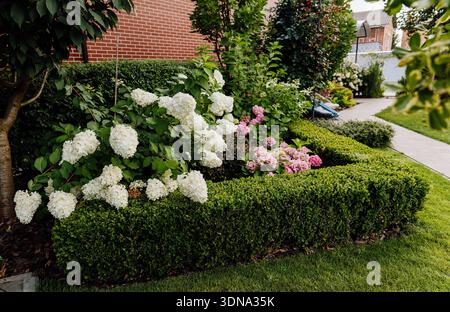 Blooming hydrangeas and trimmed boxwood hedge in a landscaped residential garden Stock Photo