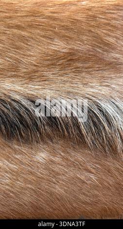 Closeup of brown and black fur texture, suitable for background or animal-related themes. Mobile photo Stock Photo