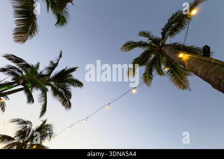 Low angle view of palm trees with glowing string lights against a twilight sky in Mauritius Stock Photo