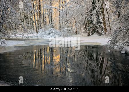 Espoo, Finland - December 31, 2023: Reflections of snow-covered trees in the dark water of a winter river at golden hour. Stock Photo