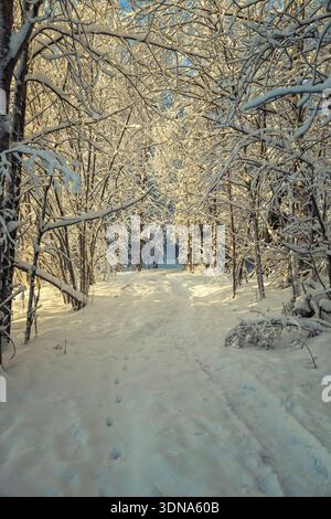 Espoo, Finland - December 31, 2023: Sunlight through snow covered trees in a winter forest with footprints on the path. Beautiful Nordic nature landsc Stock Photo