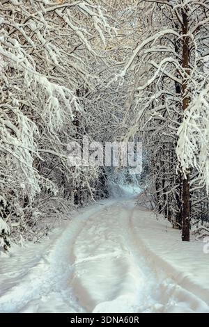 Espoo, Finland - December 31, 2023: Sunlight glowing through snowy trees in a winter forest with footprints on the path. Scenic Nordic landscape in Fi Stock Photo