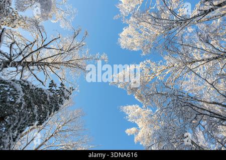 Espoo, Finland - December 31, 2023: Sunlight through snow covered trees in a winter forest with footprints on the path. Beautiful Nordic nature landsc Stock Photo
