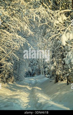 Espoo, Finland - December 31, 2023: Picturesque snow-covered forest road and trail winding through a deep winter woodland. Beautiful Nordic nature sce Stock Photo