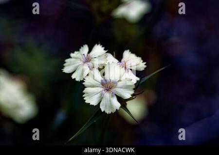 Dianthus chinensis, commonly known as rainbow pink or China pink is a species of Dianthus native to northern China, Korea, Mongolia, and Russia. Stock Photo