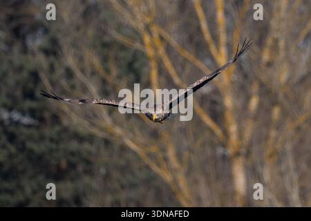 White-tailed eagle (Haliaeetus albicilla) flying directly towards camera with wings spread against a blurred forest background. Stock Photo