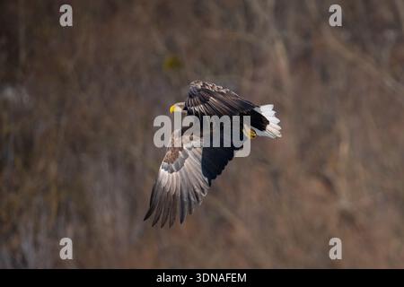 White-tailed eagle in full flight. The background features a soft bokeh of autumnal or winter trees, highlighting the bird's power and concentration i Stock Photo