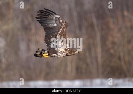 White-tailed eagle in full flight. The background features a soft bokeh of autumnal or winter trees, highlighting the bird's power and concentration i Stock Photo