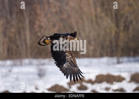 White-tailed eagle in full flight. The background features a soft bokeh of autumnal or winter trees, highlighting the bird's power and concentration i Stock Photo