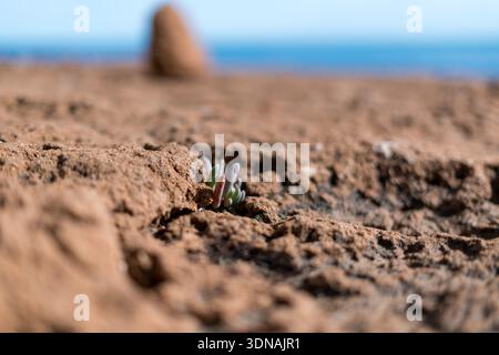 Small succulent sprout growing in dry cracked soil near sea Stock Photo