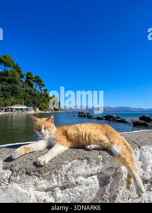 Ginger Cat Sleeping on Stone Wall by the Sea in Corfu Stock Photo