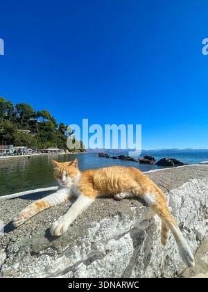 Cat Sleeping on Stone Wall by the Sea in Corfu Stock Photo