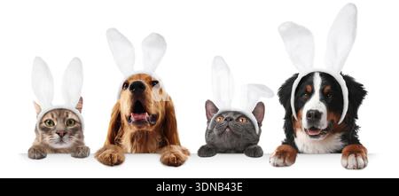 Cute dogs and cats with Easter bunny headbands peering out of banner on white background Stock Photo