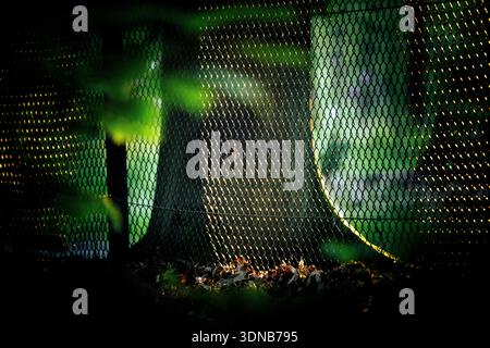 Sunlight filters through a metal chain-link fence in a dark forest at golden hour, illuminating autumn leaves and a tree trunk. Stock Photo