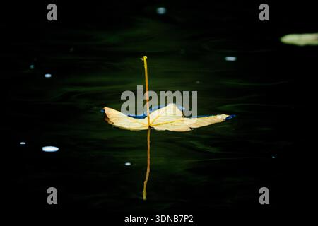 A single autumn leaf floats on the dark, rippling surface of a pond, capturing the quiet transition and melancholy beauty of the fall season. Stock Photo