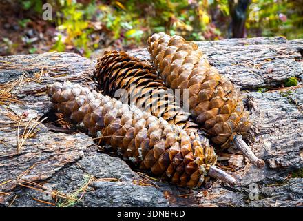 A detailed macro shot captures the intricate scales and texture of a massive pine cone, highlighting its natural form Stock Photo