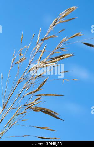 Grass waving in the wind with blue sky behind Stock Photo