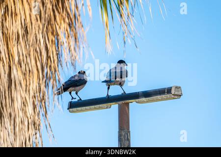 Minimalist shot of two black crows perching on a street light with clear blue sky and negative space. Stock Photo