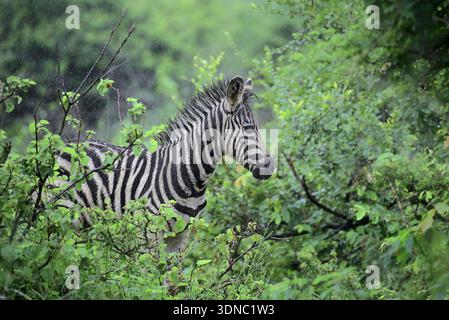 Safari in Kruger National Park, South Africa in rainy season Stock Photo