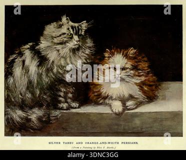 Two fluffy Persian cats, one silver tabby and one orange and white, are sitting on a ledge, looking observing and creating a charming vintage animal art composition from ' The book of the cat ' by Simpson, Frances, Miss Publication date 1903 Publisher Cassell and company, limited Stock Photo
