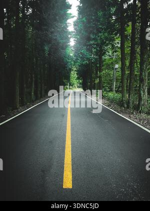 Straight asphalt road through dense green forest Stock Photo