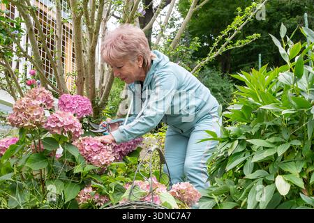 An elderly gardener performs care of ornamental shrubs on a backyard plot in summer Stock Photo