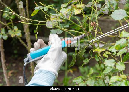 A gloved hand cuts a plant branch with pruning shears in the garden close up Stock Photo