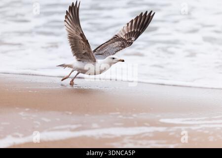 Seagull taking off the sandy shore flying over sea waves and beach Stock Photo
