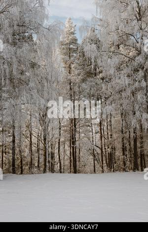 A serene winter forest scene with tall pine and birch trees covered in heavy frost and snow. Soft daylight illuminates the icy branches, creating a ca Stock Photo