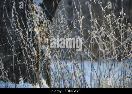 Delicate winter grasses covered with hoarfrost on a cold morning. Natural abstract background with frozen plants, soft light, and shallow depth of fie Stock Photo