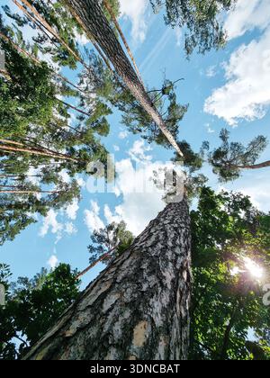 Looking up toward pine forest canopy. Low-angle, wide-lens perspective of towering pine trees against a bright, summery sky. Stock Photo