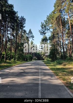 Road through pine forest on summer morning. Diminishing perspective view of paved asphalt road through pine woods on sunny day. Stock Photo