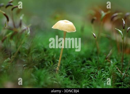 closeup of slippery mycena (Roridomyces roridus) growing on a tree stump in a forest Stock Photo